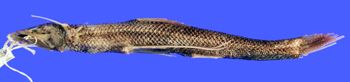 Media type: image; Ichthyology 27605